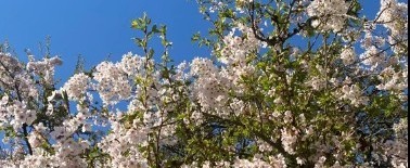 CSCC Trainee Elective Visit Grant