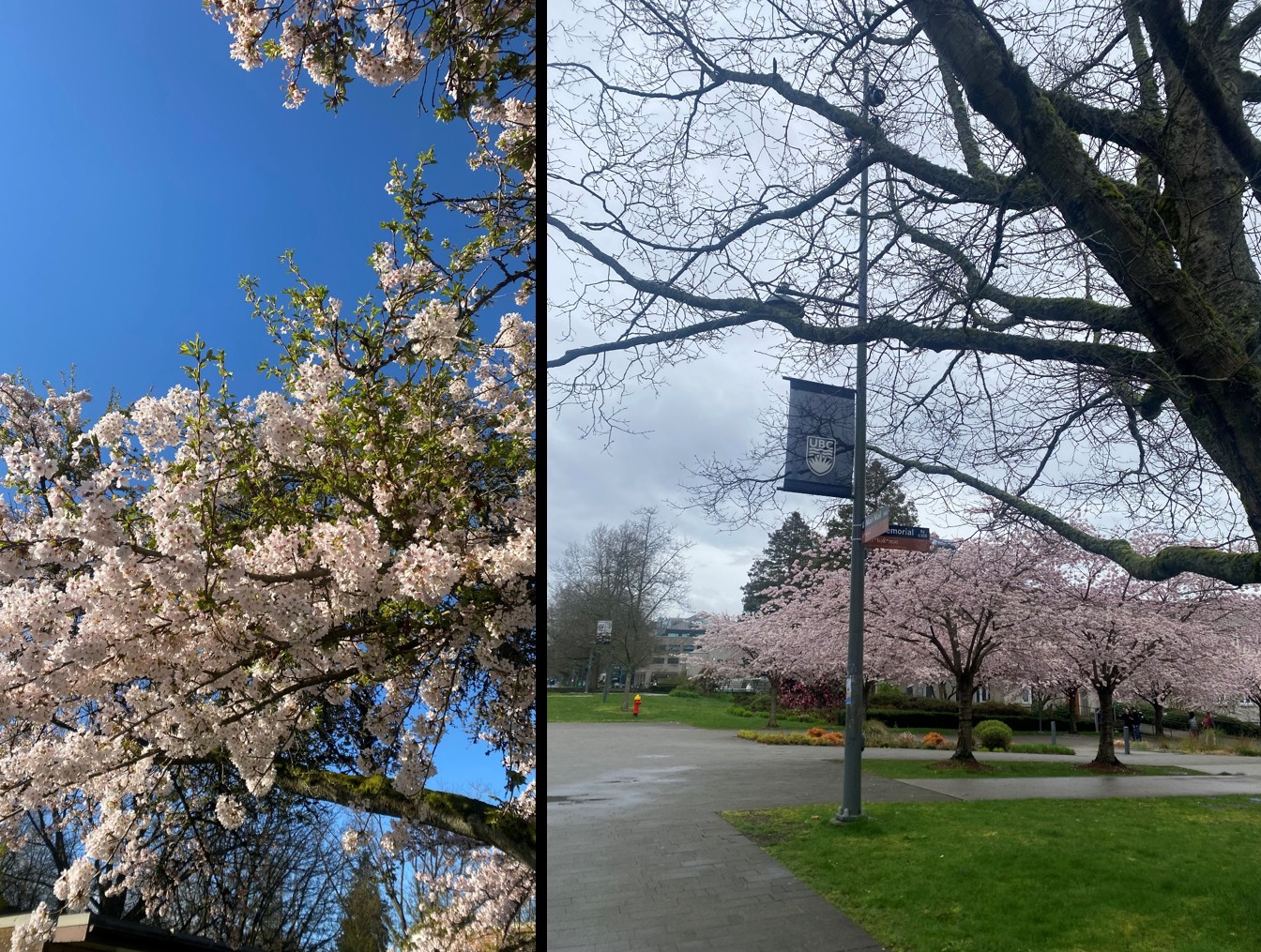 Cherry Trees In Vancouver